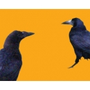 Crows