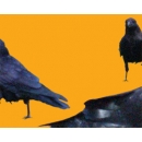 Crows