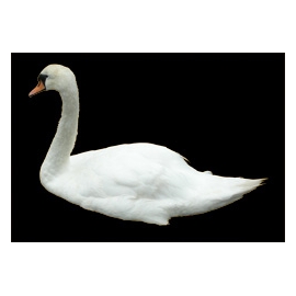 Swan N°01