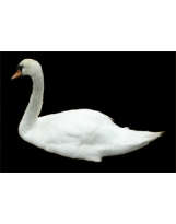 Swan N°01