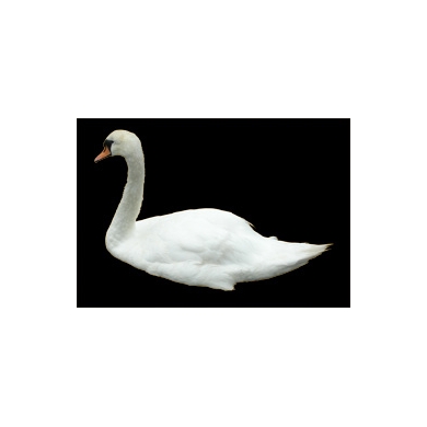 Cygne N°01