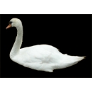 Cygne N°01