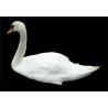Cygne N°01