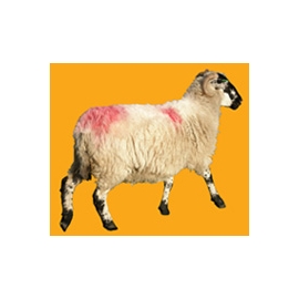 Mouton N°01