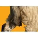 Mouton N°01