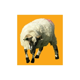 Mouton N°02