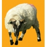 Ram N°02