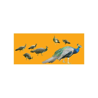 Peacocks