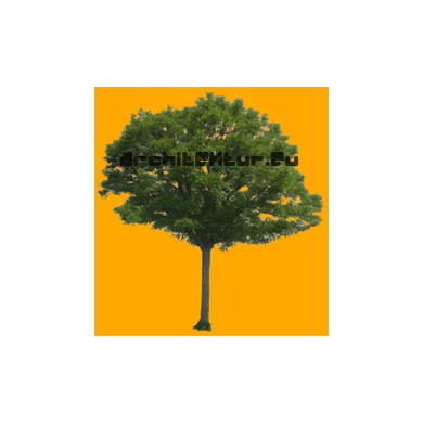 Tree N°01