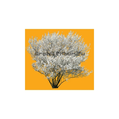 Tree N°02 Spring