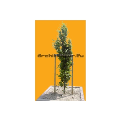 Arbre N°03