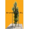 Tree N°03