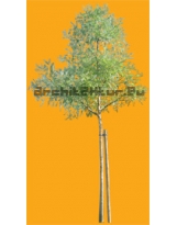 Robinia tree