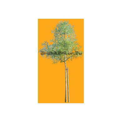 Tree N°07 Robinia tree