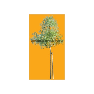 Arbre N°07 Robinier Faux-Acacia