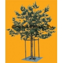 Tree N°09 Pinetree