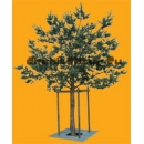 Arbre N°09 Pin