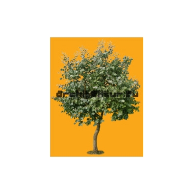 Tree N°12 Eucalytpus Cordata