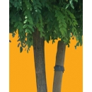 Tree N°14 Robinia Holdtii