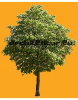 Horse-chestnut tree
