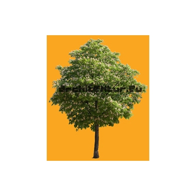 Tree N°15 Horse-chestnut tree