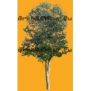 Arbre N°16 Eucalyptus Gunni