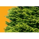 Tree N°20 Cypress Nootka