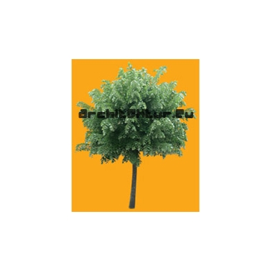 Tree N°23 Silver lime