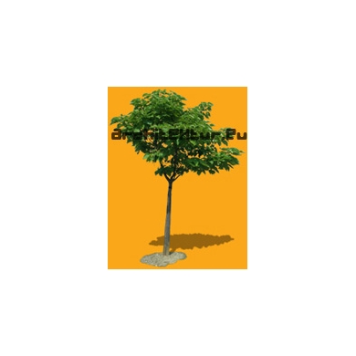 Tree N°18 Catalpa Speciosa