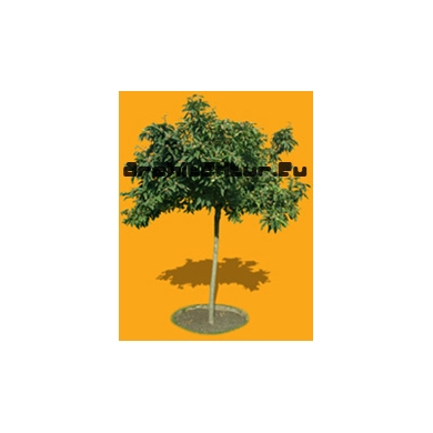 Tree N°33 medlar tree