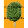 Arbre N°34 Marronnier