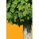 Tree N°33 horse-chesnut tree