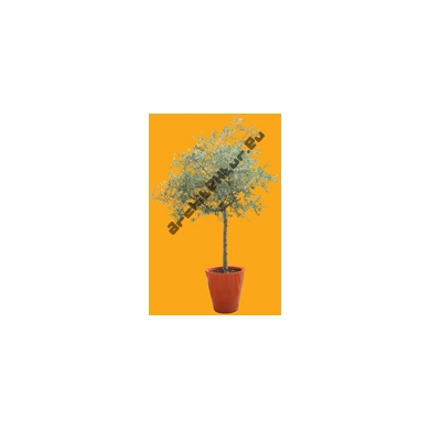 Arbre N°35 Olivier en pot