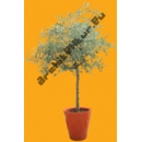 Arbre N°35 Olivier en pot