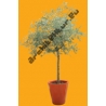 Arbre N°35 Olivier en pot