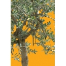 Tree N°35 olive tree
