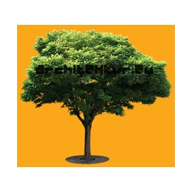 Robinia Holdtii tree