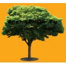 Tree N°36 Robinia Holdtii