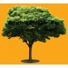 Arbre N°36 Robinia Holdtii