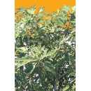 Tree N°37 Fig tree