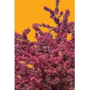 Arbre N°39 Prunus Myroboan Rosea
