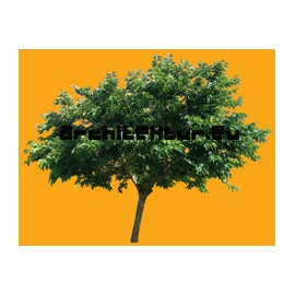 Morus alba tree