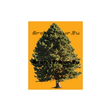 Tree N°42 pinus