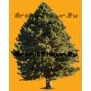 Tree N°42 pinus