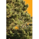 Tree N°42 pinus