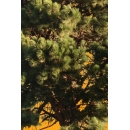 Tree N°42 pinus