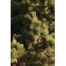 Tree N°42 pinus