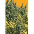 Tree N°43 Cypress