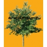 Arbre N°45 Marronier