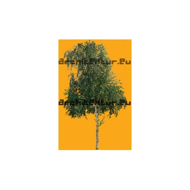 Tree N°48 birch